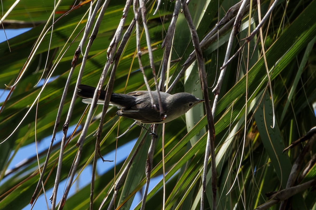 Blue-gray Gnatcatcher - ML623896378