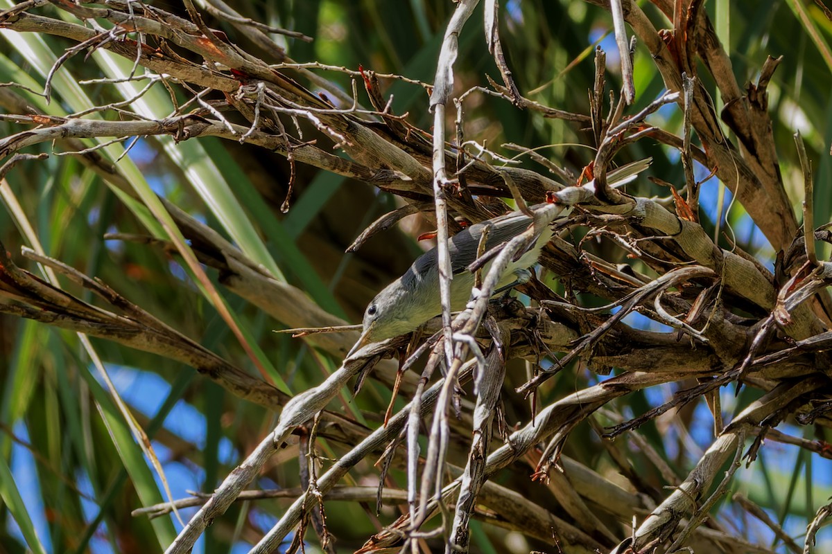 Blue-gray Gnatcatcher - ML623896379