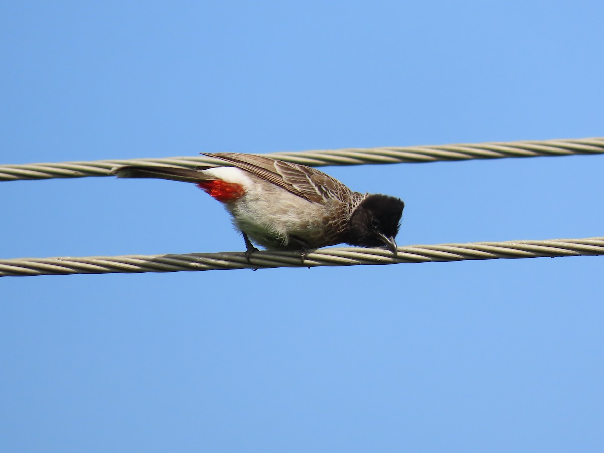 Red-vented Bulbul - ML623896380