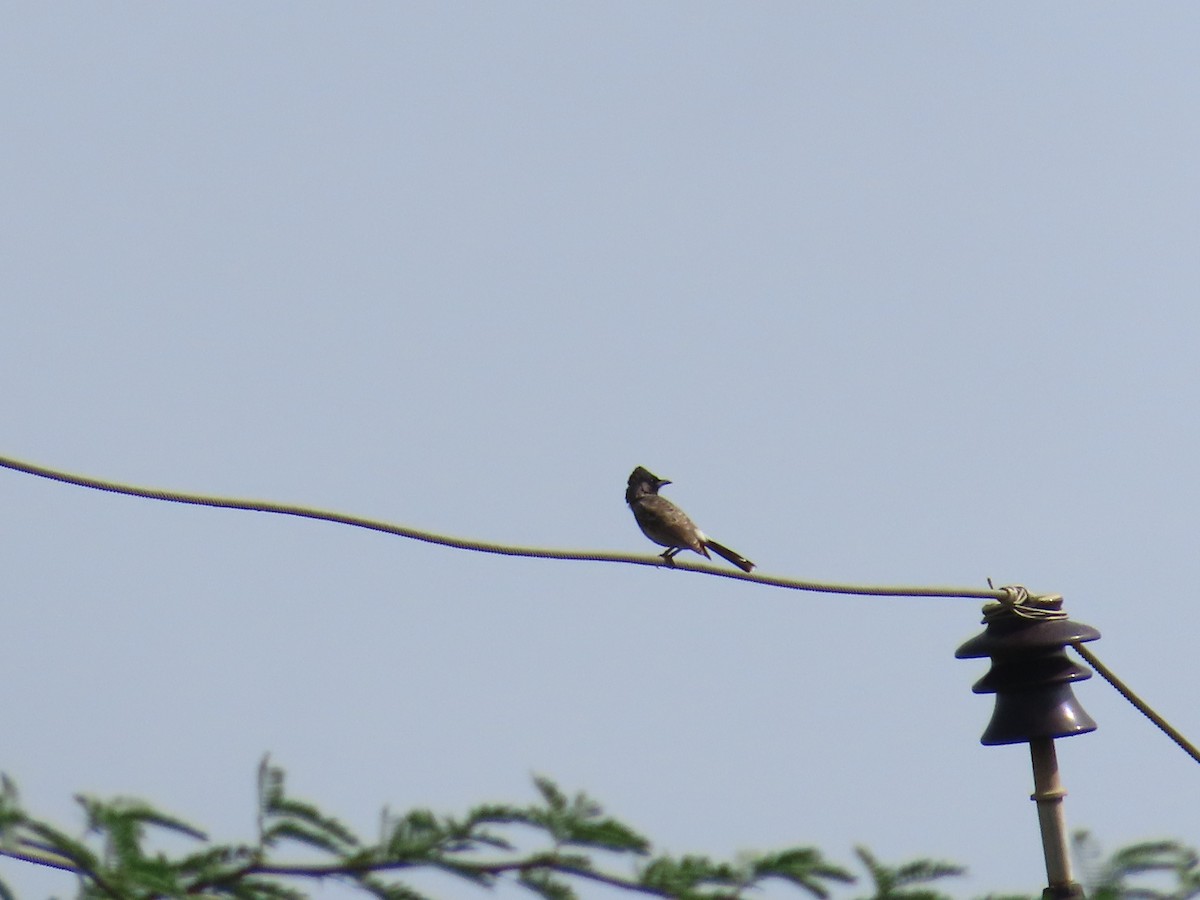 Red-vented Bulbul - ML623896382