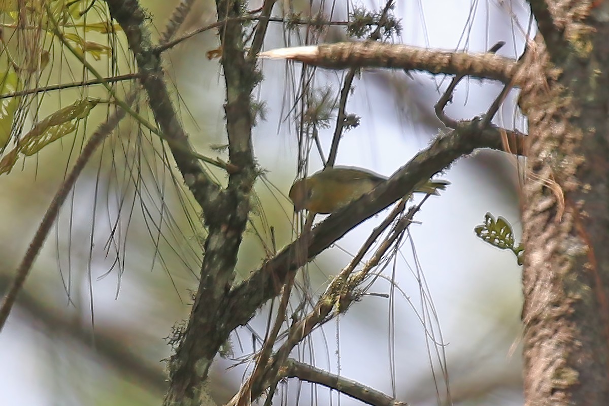 Hepatic Tanager (Northern) - ML623896383