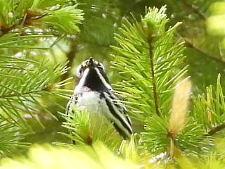 Black-throated Gray Warbler - ML623896385