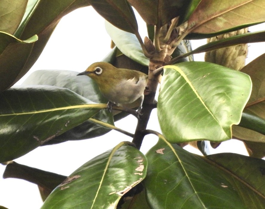 Swinhoe's White-eye - Michael Daley