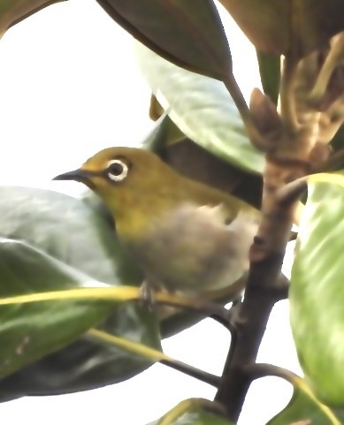 Swinhoe's White-eye - Michael Daley