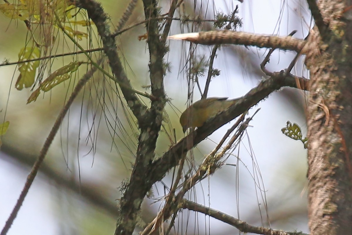 Hepatic Tanager (Northern) - ML623896388