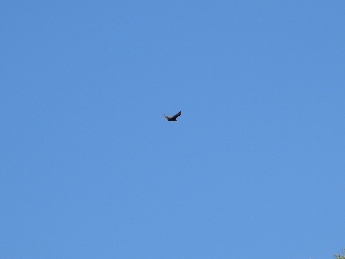 Turkey Vulture - ML623896389