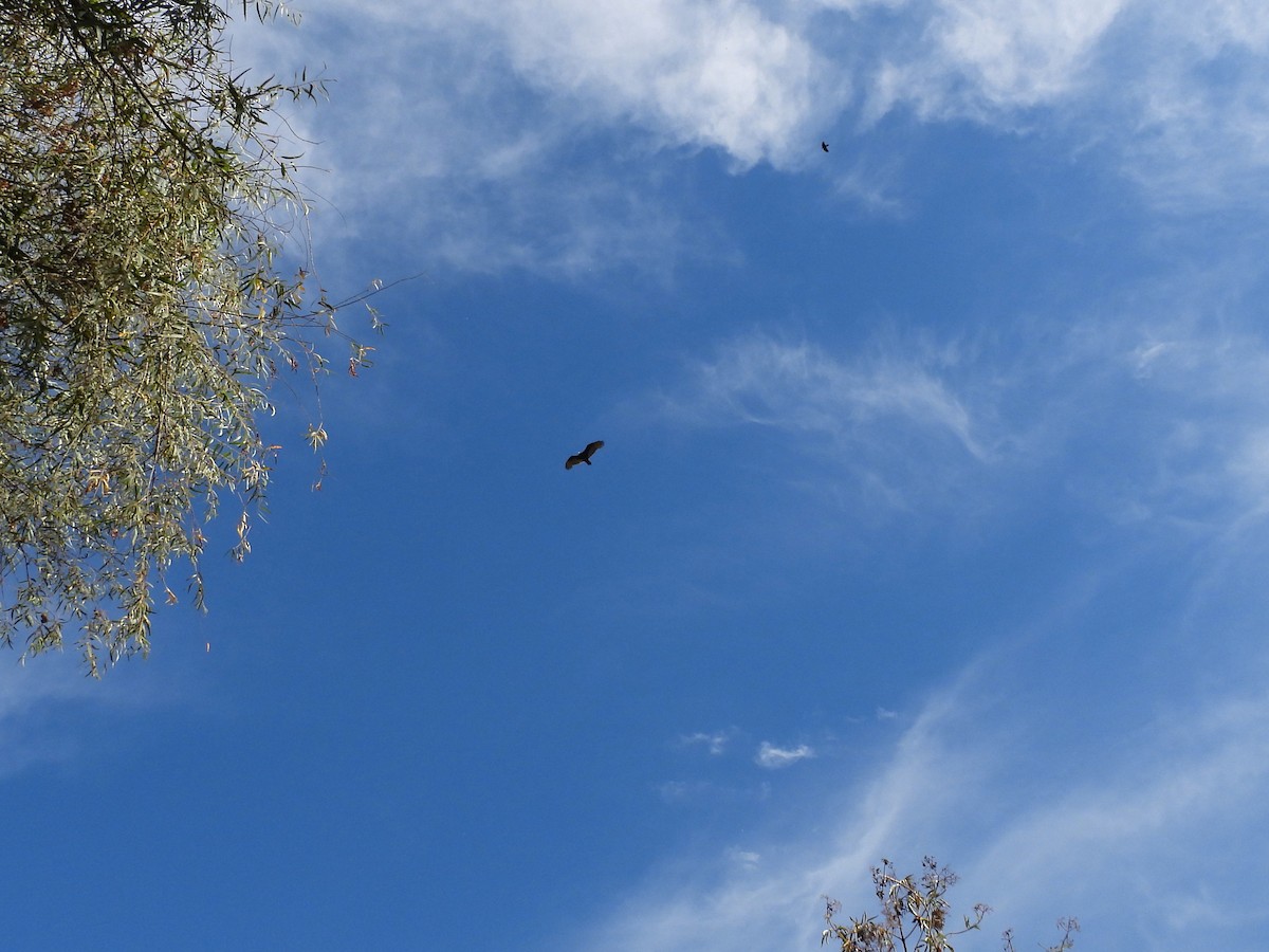 Turkey Vulture - ML623896390