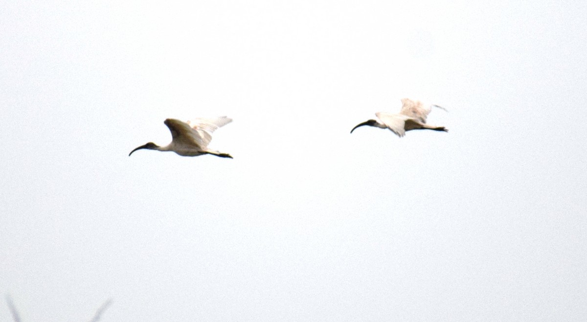 Black-headed Ibis - ML623896396