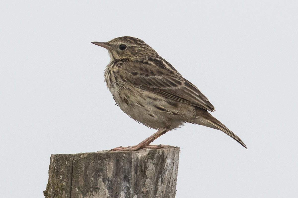 Peruvian Pipit - ML62389641
