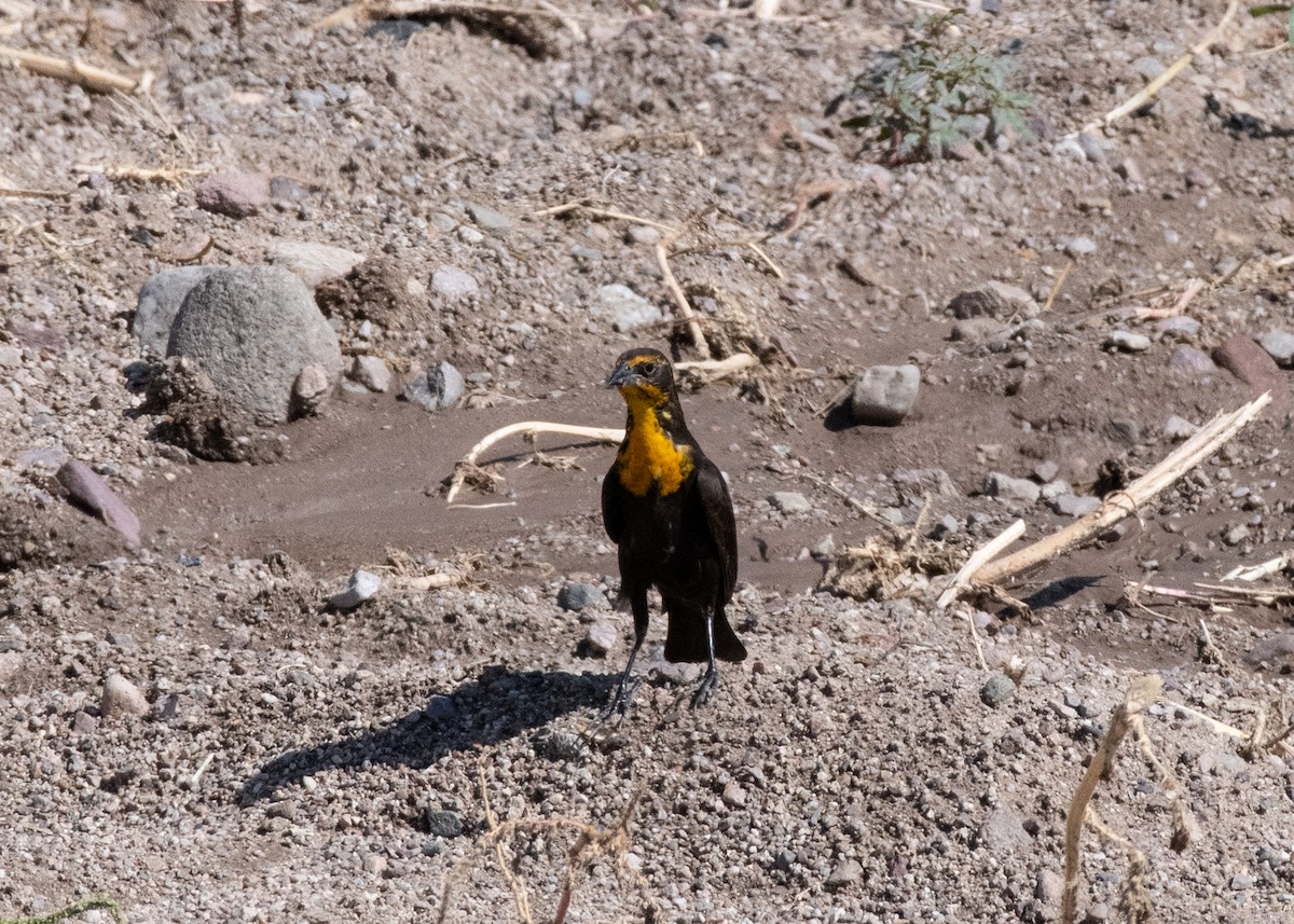 Yellow-headed Blackbird - ML623896428