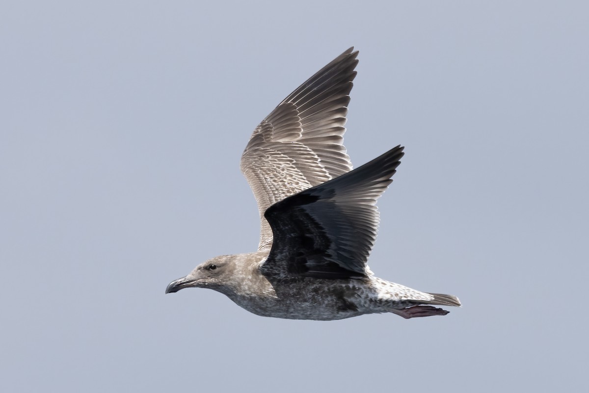 Western Gull - ML623896431