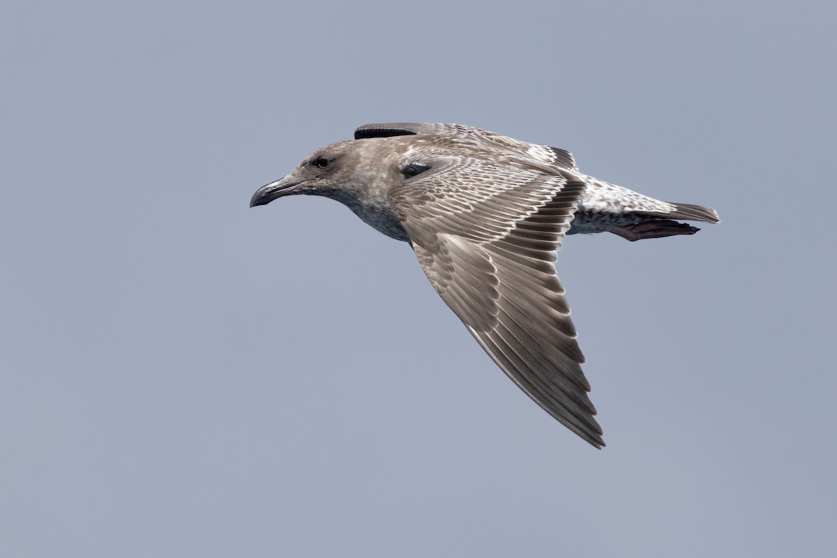 Western Gull - ML623896434