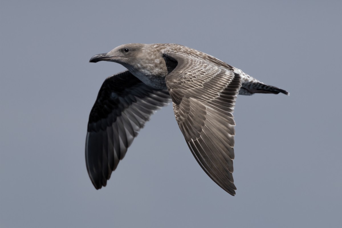 Western Gull - Ted Keyel