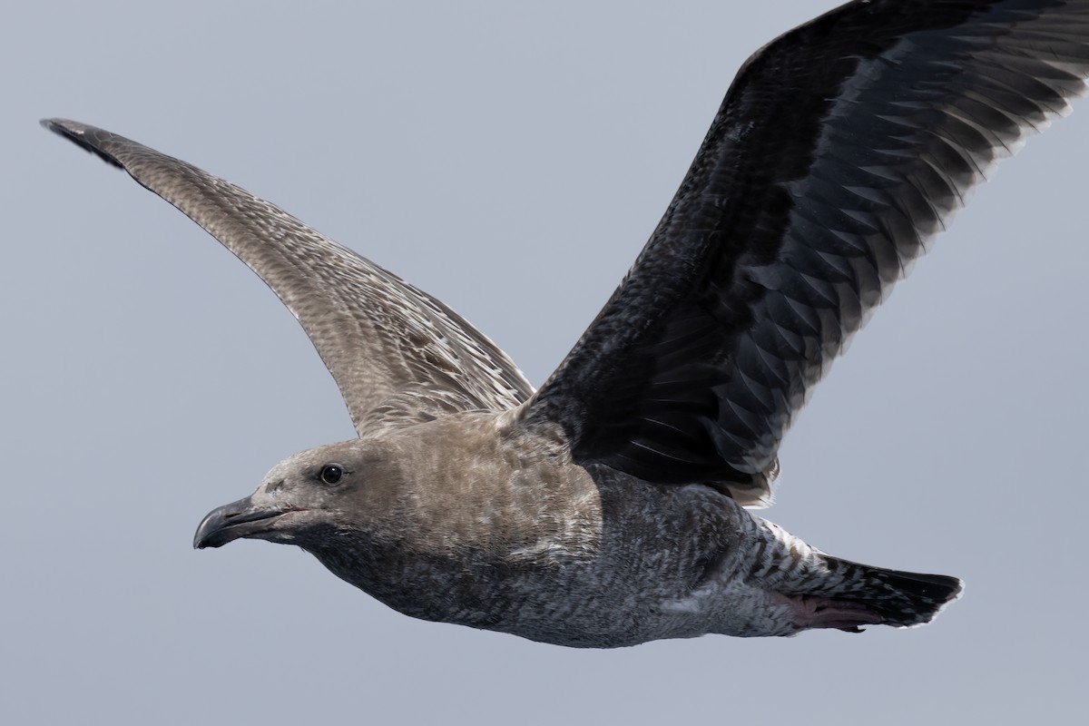 Western Gull - ML623896436