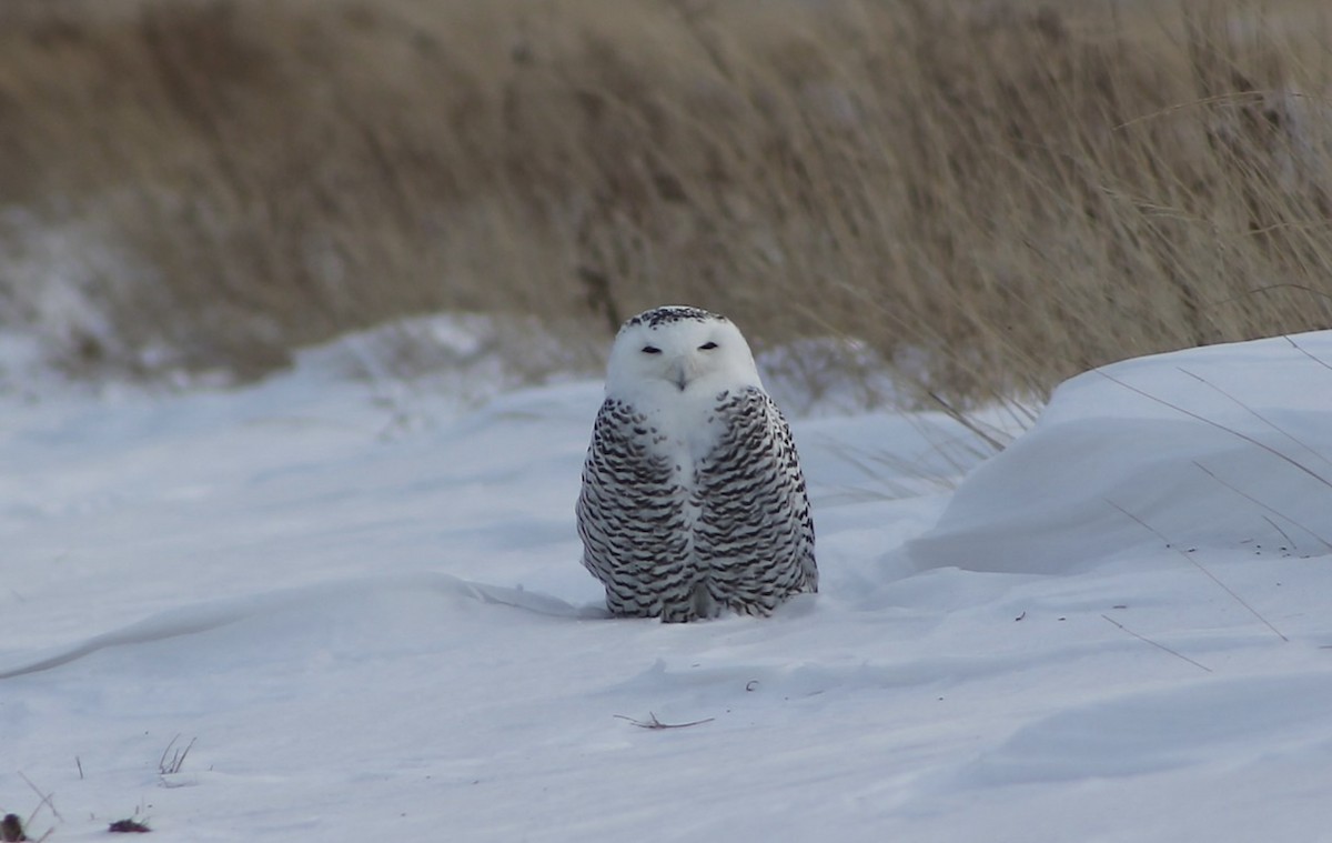 Snowy Owl - ML623896484