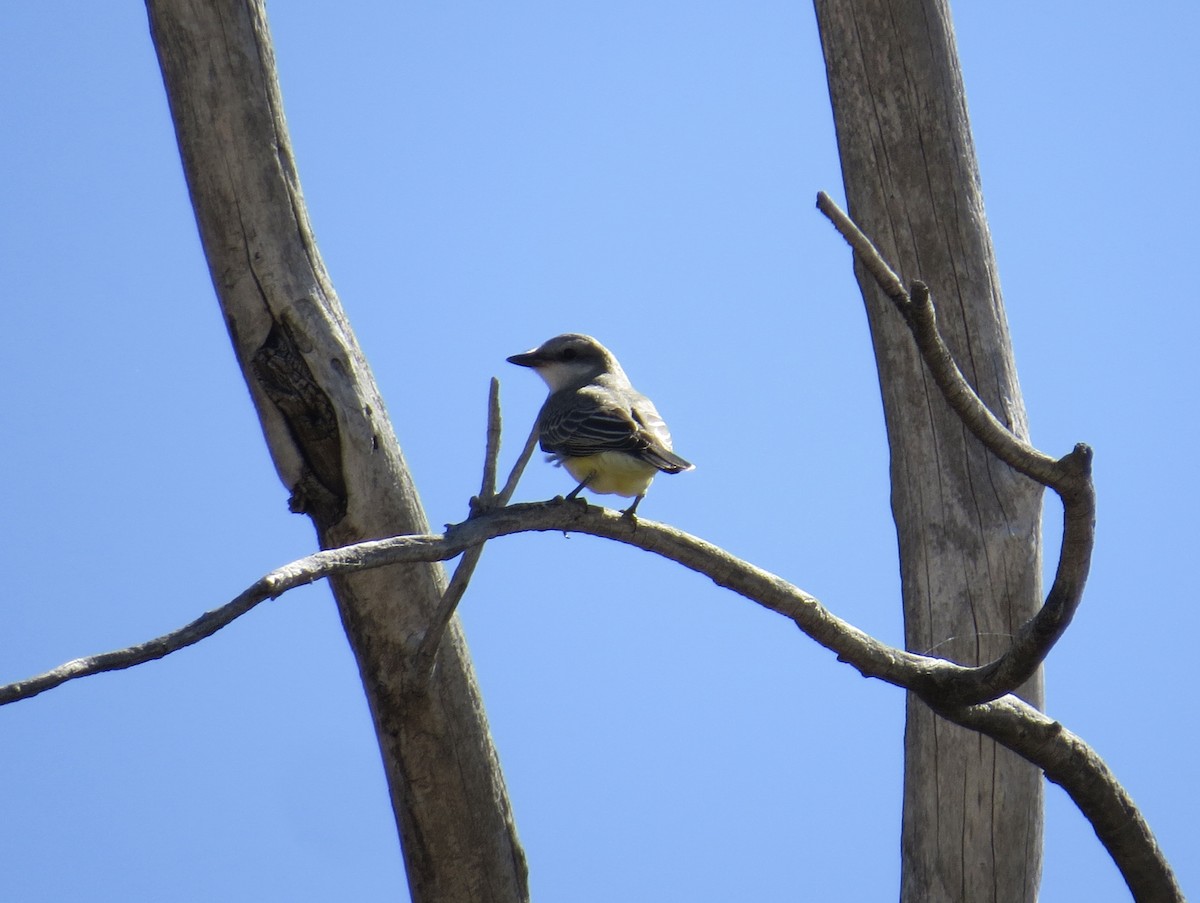 Western Kingbird - Matt Hofeditz