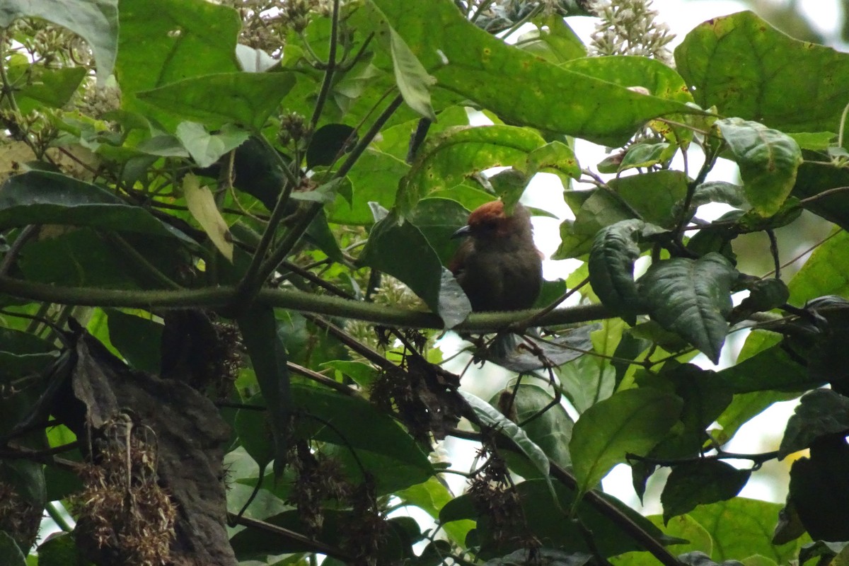 Red-faced Spinetail - ML623896504