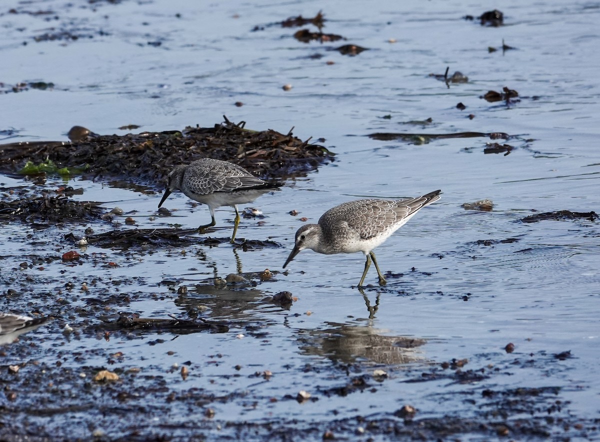 Red Knot - ML623896557