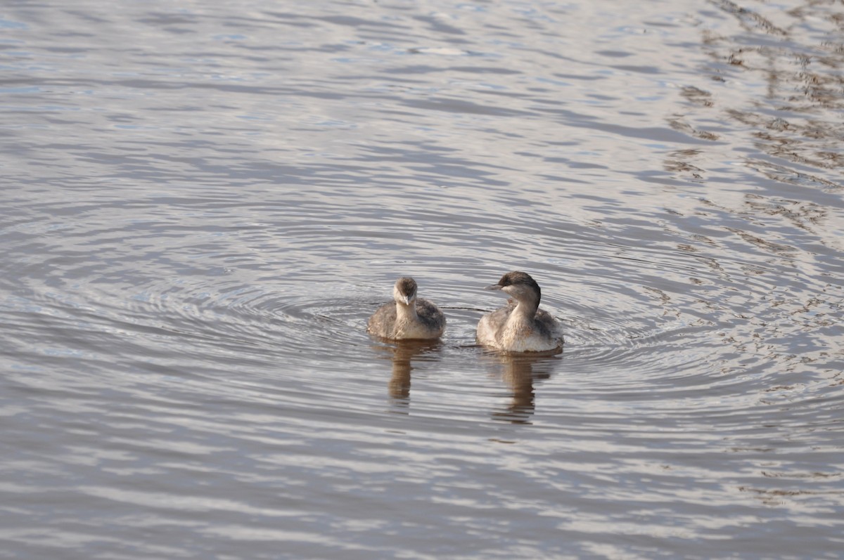 Hoary-headed Grebe - ML623896578