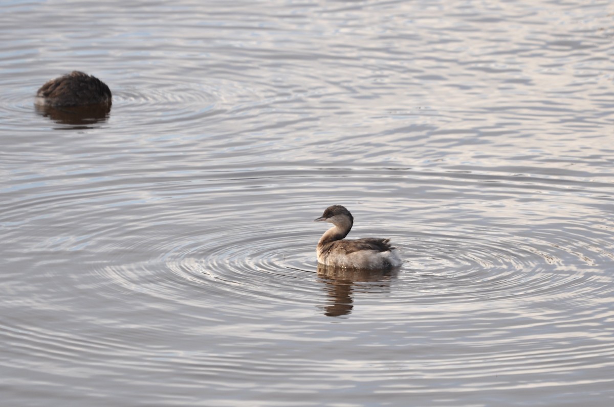 Hoary-headed Grebe - ML623896583