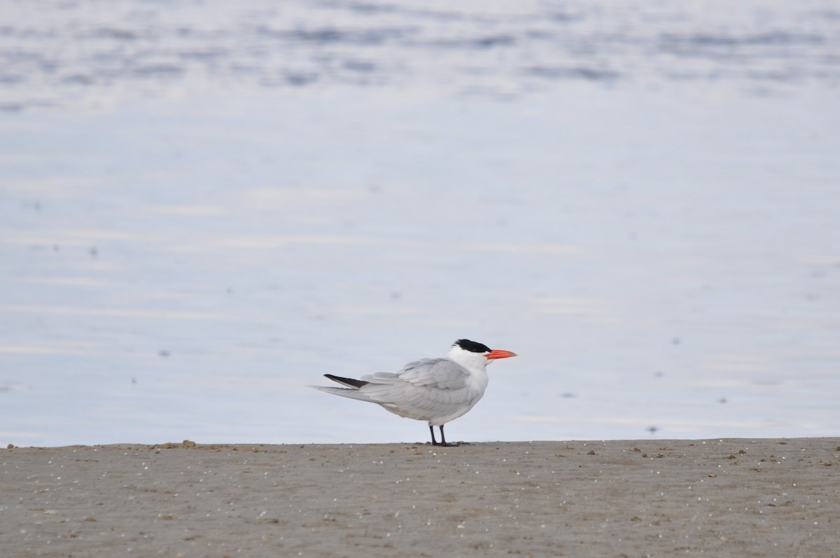 Caspian Tern - Heidi Krajewsky