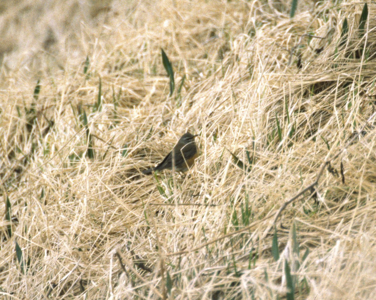 Eyebrowed Thrush - Brad Carlson