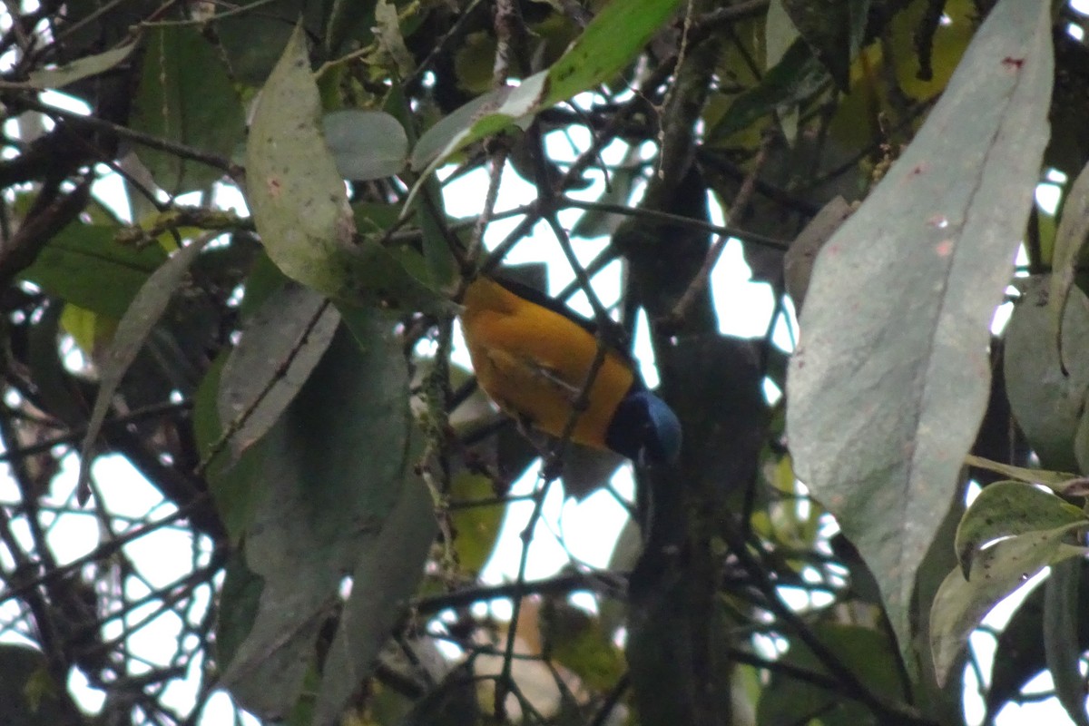 Golden-rumped Euphonia - ML623896628