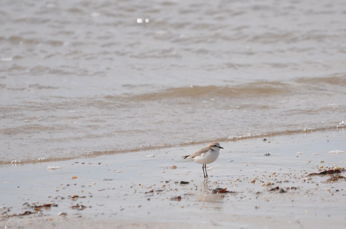 Red-capped Plover - Heidi Krajewsky