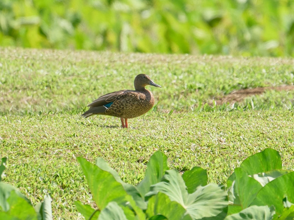 Hawaiian Duck - ML623896649