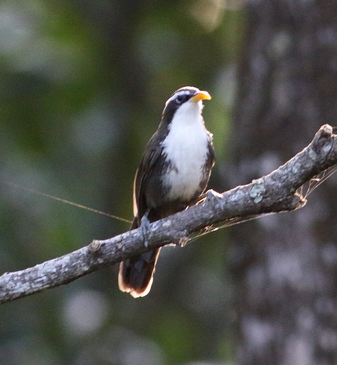 Indian Scimitar-Babbler - Gopi Raji