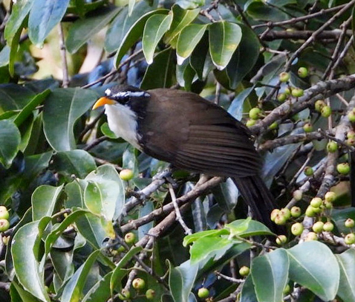 Indian Scimitar-Babbler - ML623896654