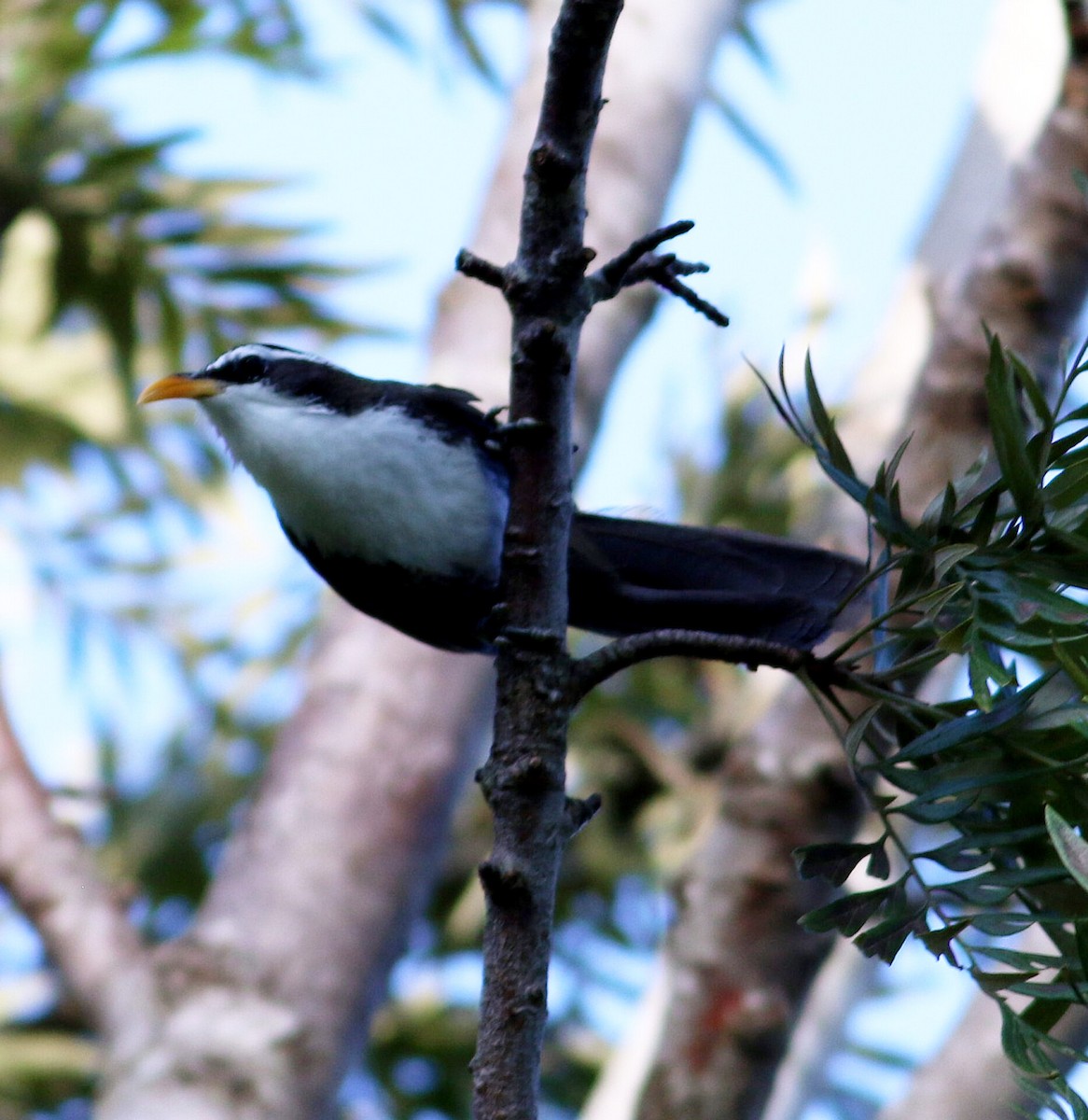 Indian Scimitar-Babbler - ML623896656