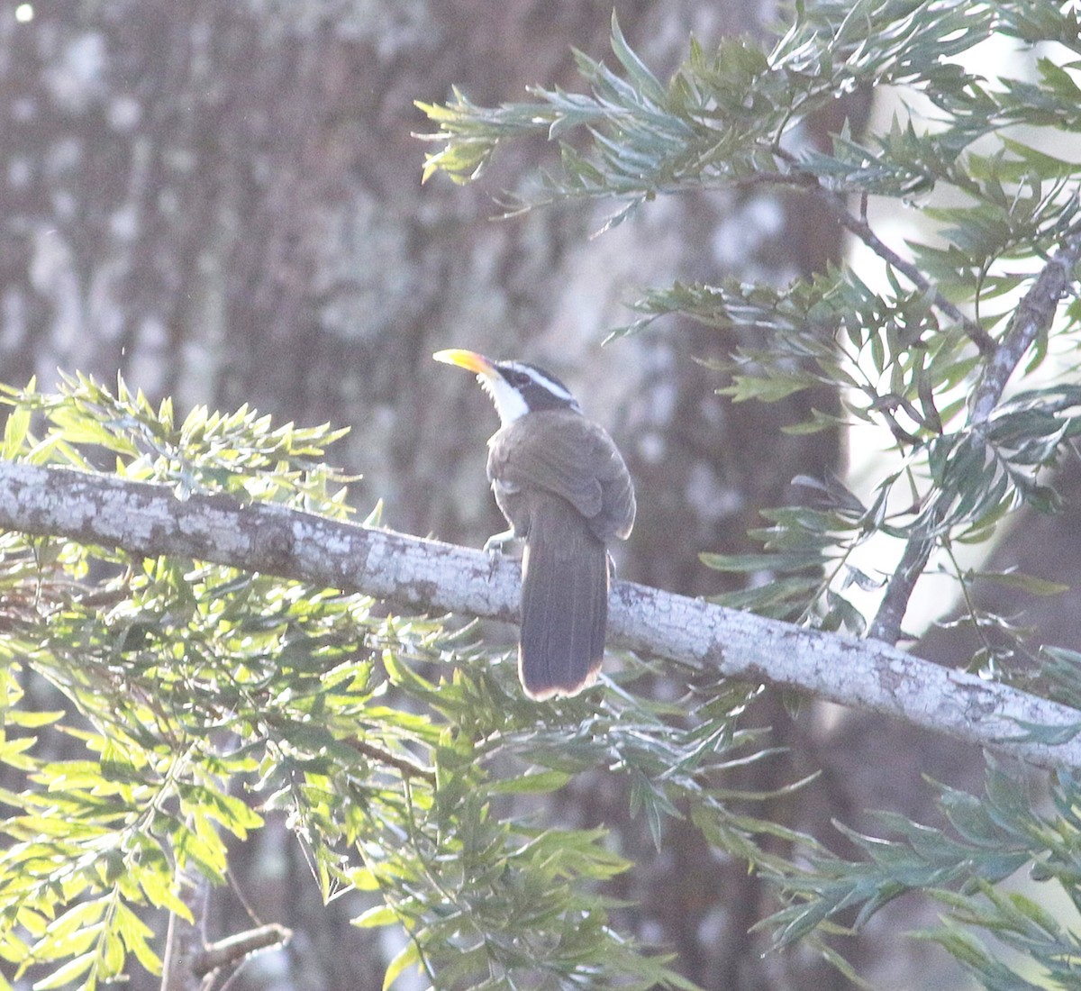 Indian Scimitar-Babbler - ML623896657