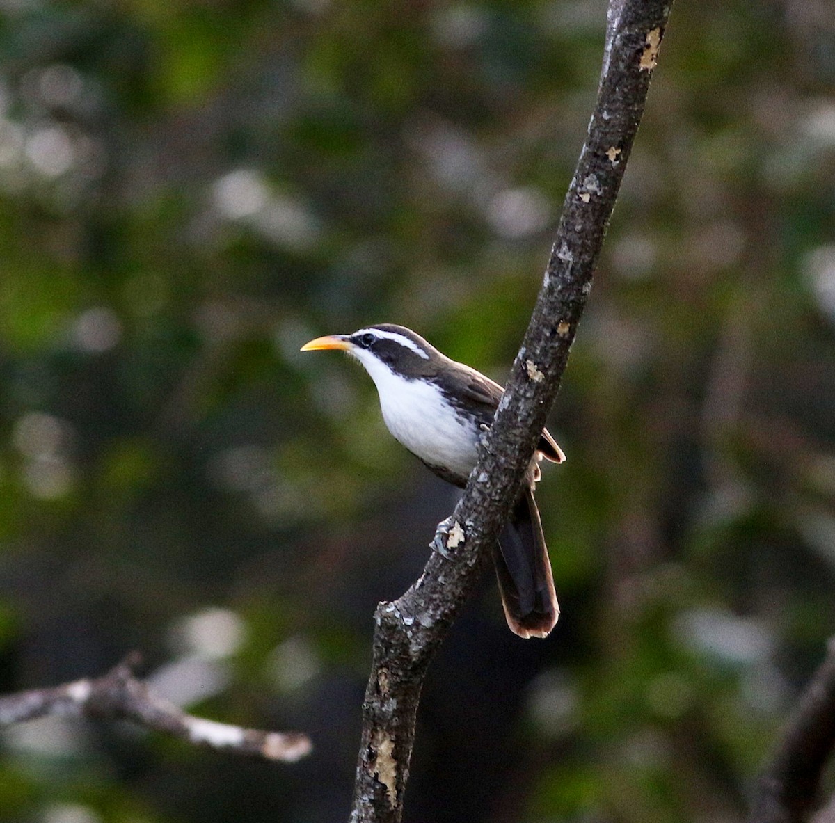 Indian Scimitar-Babbler - Gopi Raji