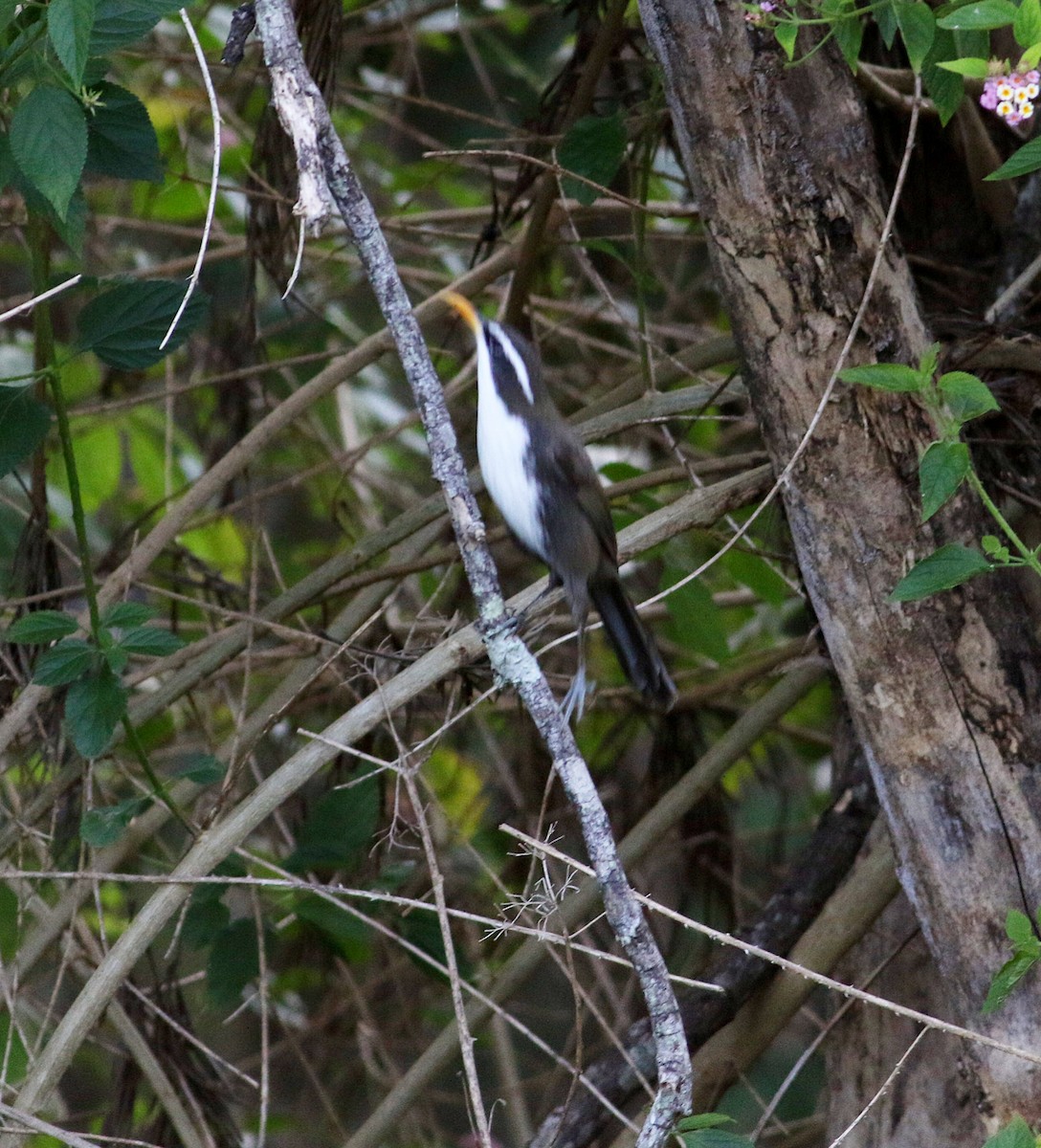 Indian Scimitar-Babbler - ML623896659