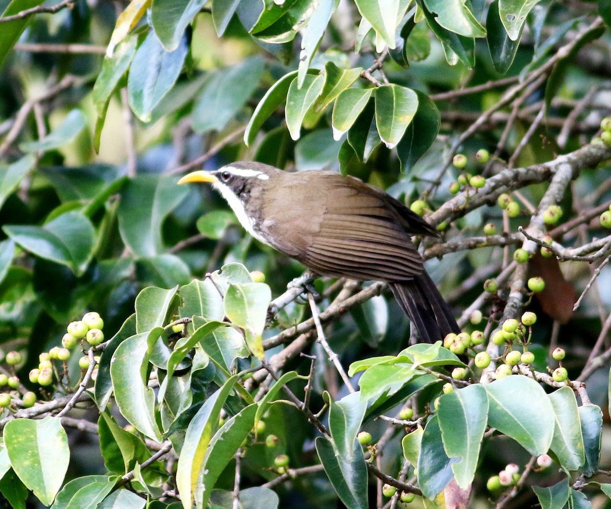 Indian Scimitar-Babbler - ML623896660