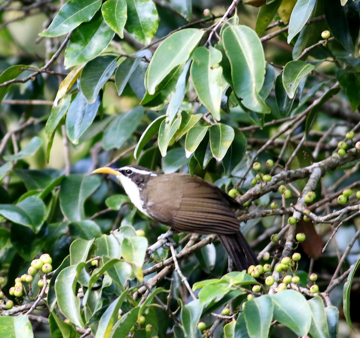 Indian Scimitar-Babbler - ML623896665