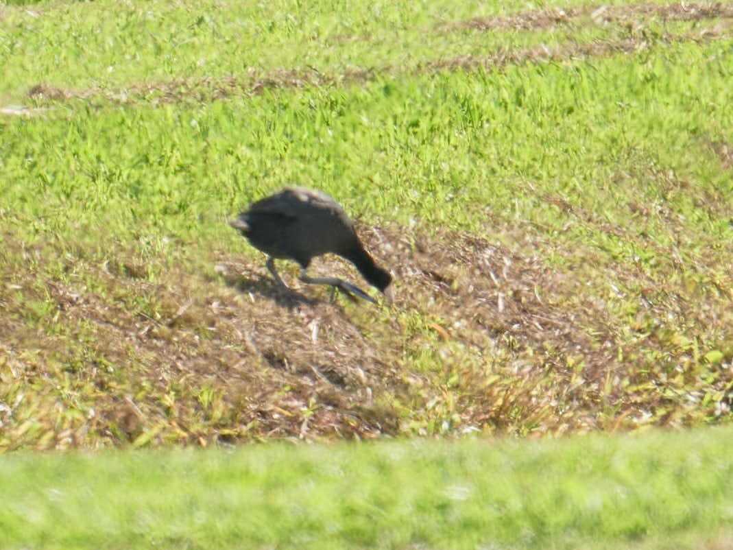 Hawaiian Coot (White-shielded) - ML623896667