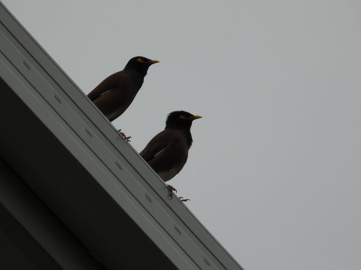 Common Myna - ML623896675