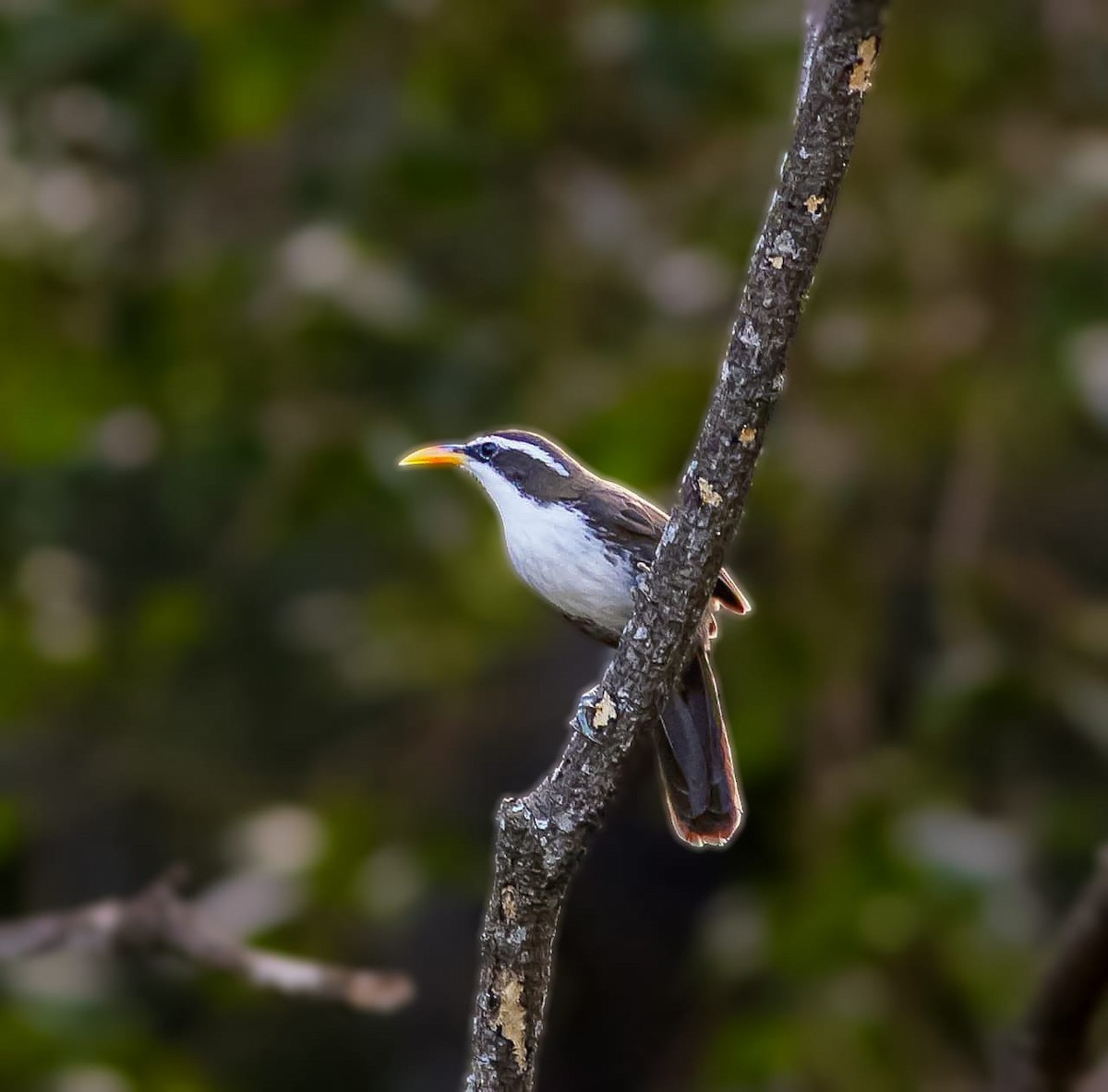 Indian Scimitar-Babbler - ML623896682