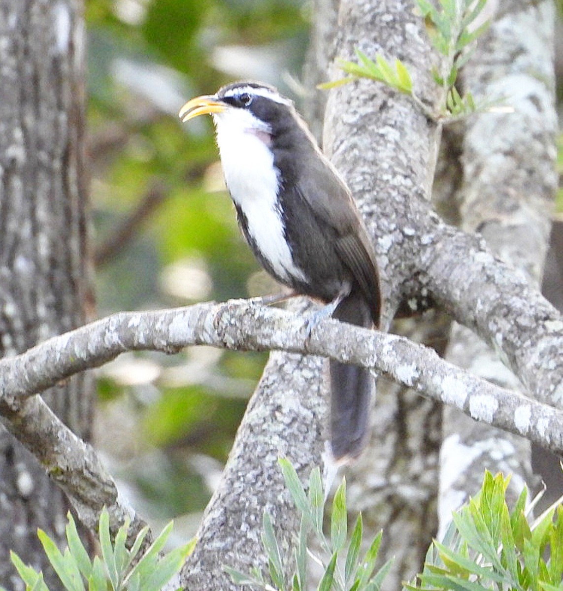 Indian Scimitar-Babbler - ML623896686