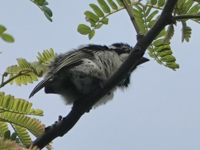 Spot-flanked Barbet - Liz Soria