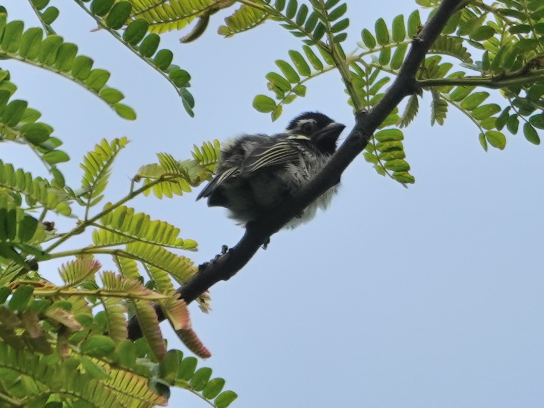 Tränenbartvogel - ML623896714