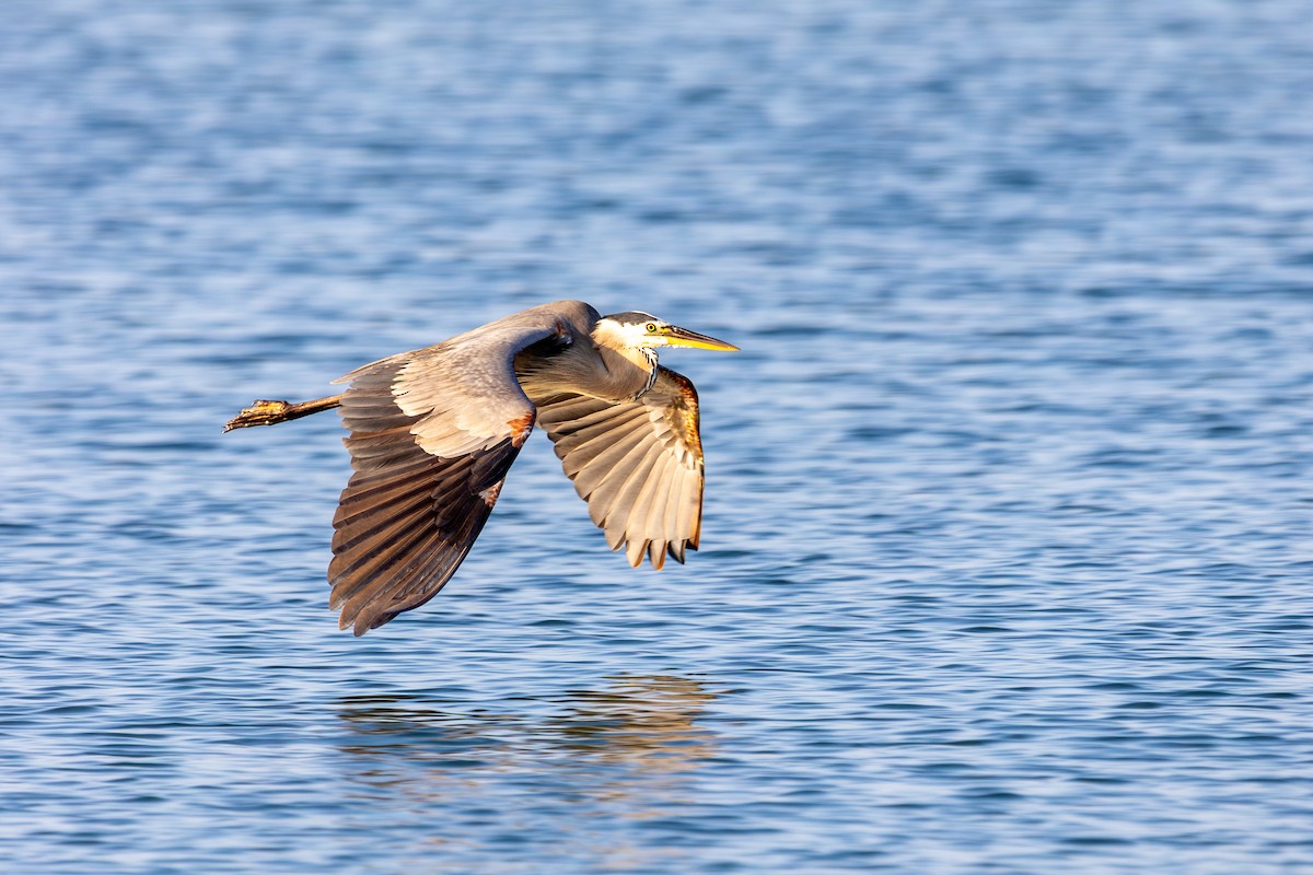 Great Blue Heron - ML623896718