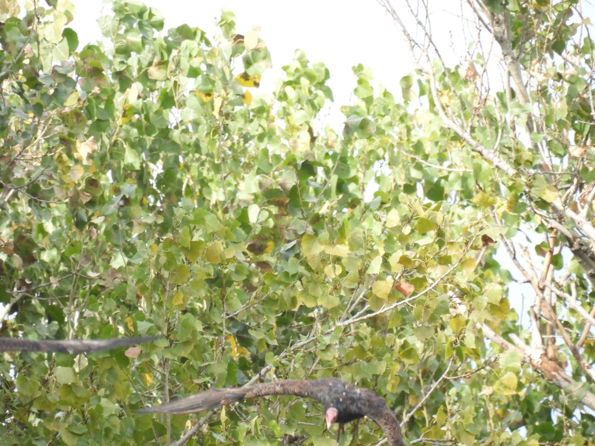 Turkey Vulture - ML623896750