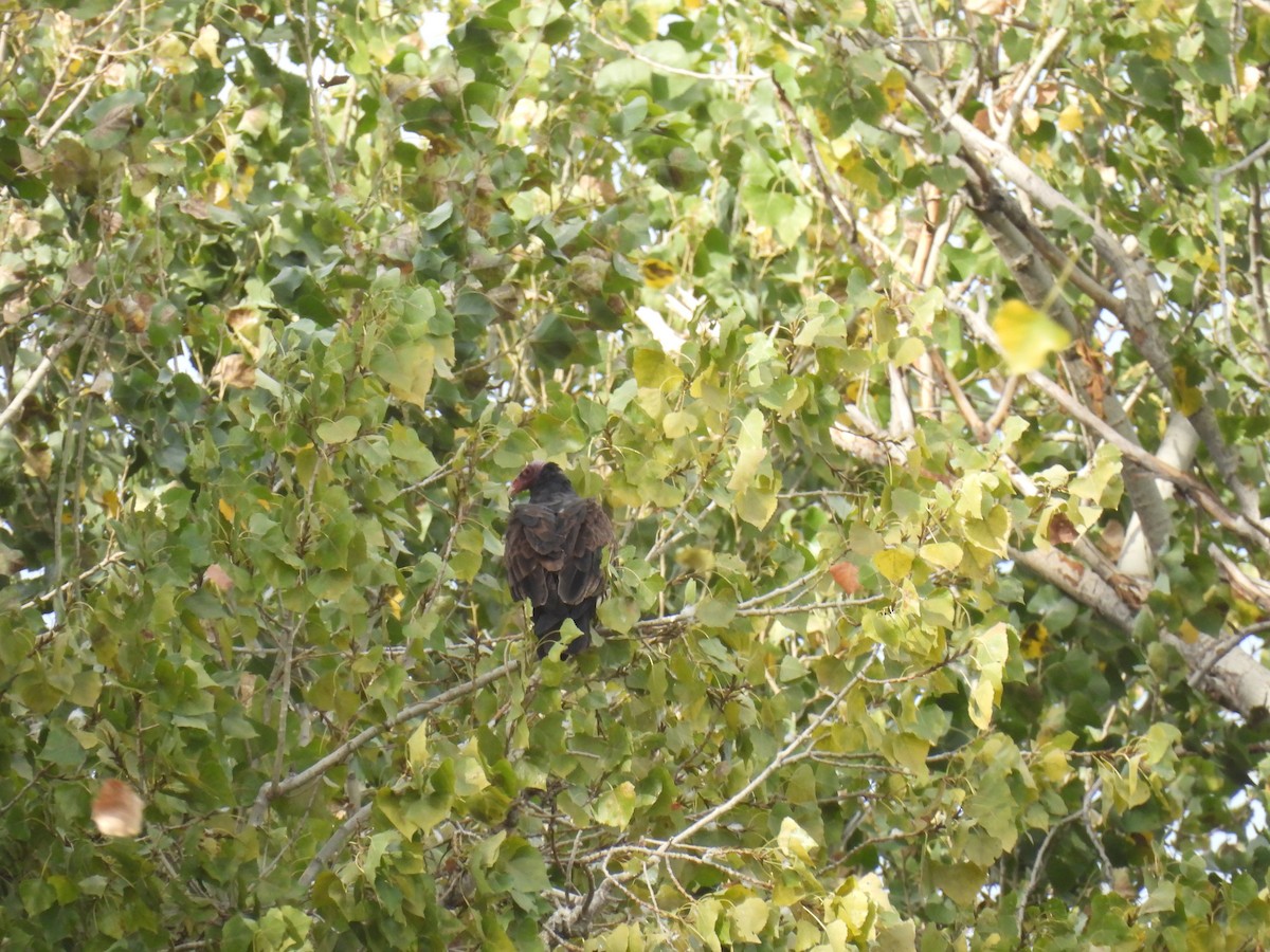 Turkey Vulture - ML623896751