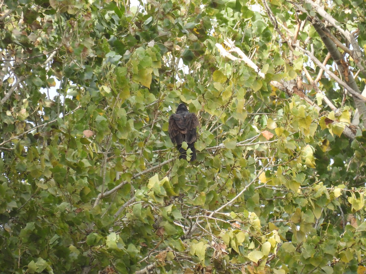 Turkey Vulture - ML623896752