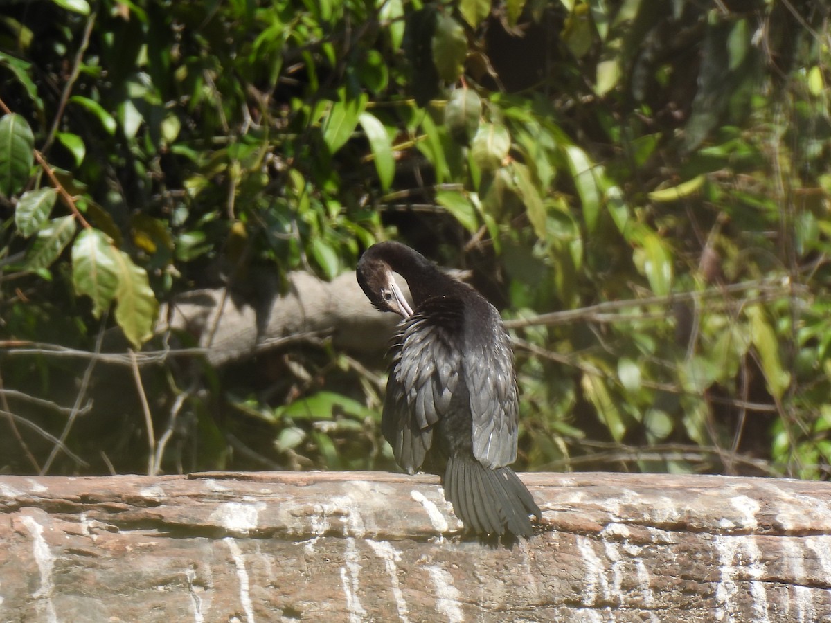 Little Cormorant - ML623896765