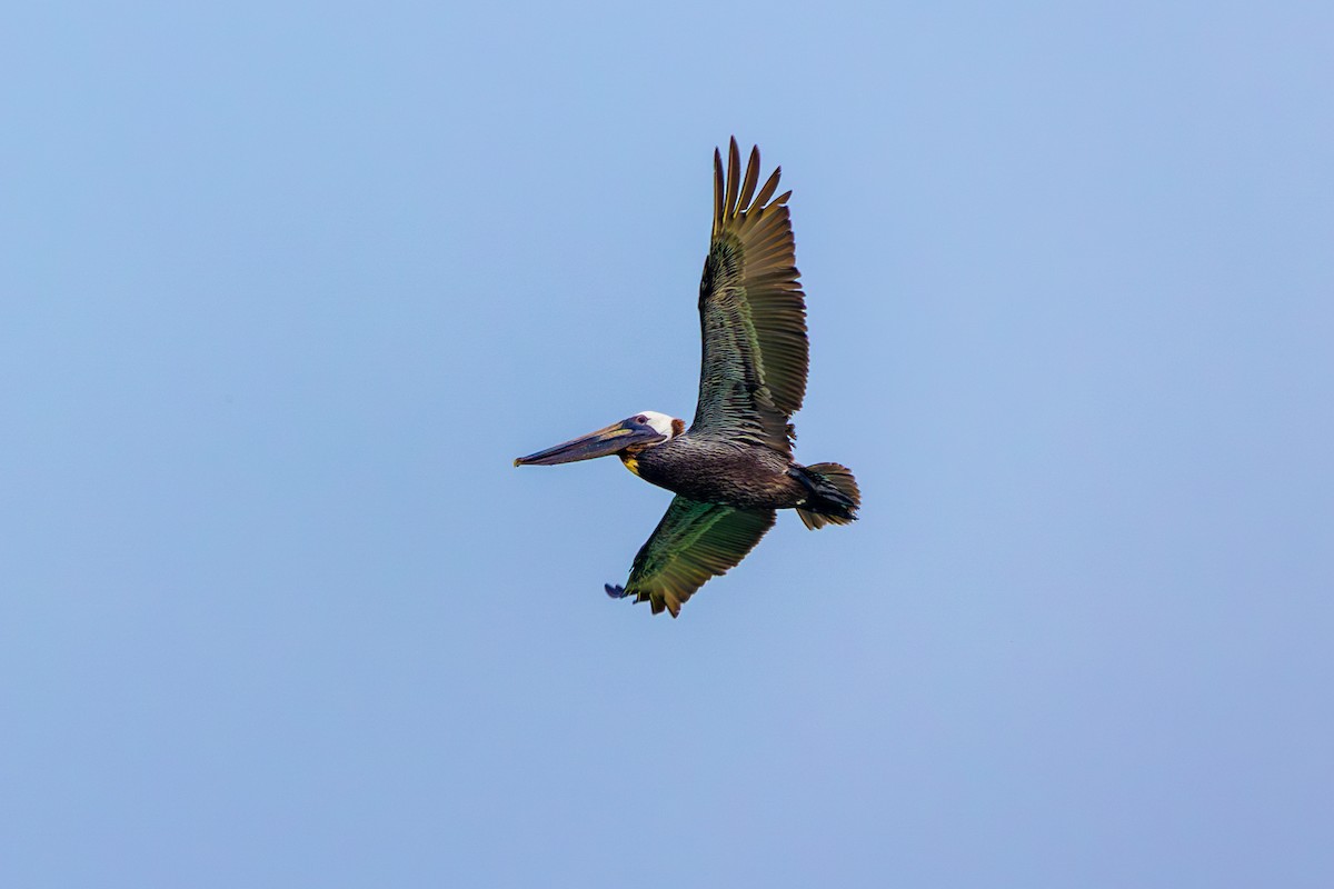 Brown Pelican - ML623896766