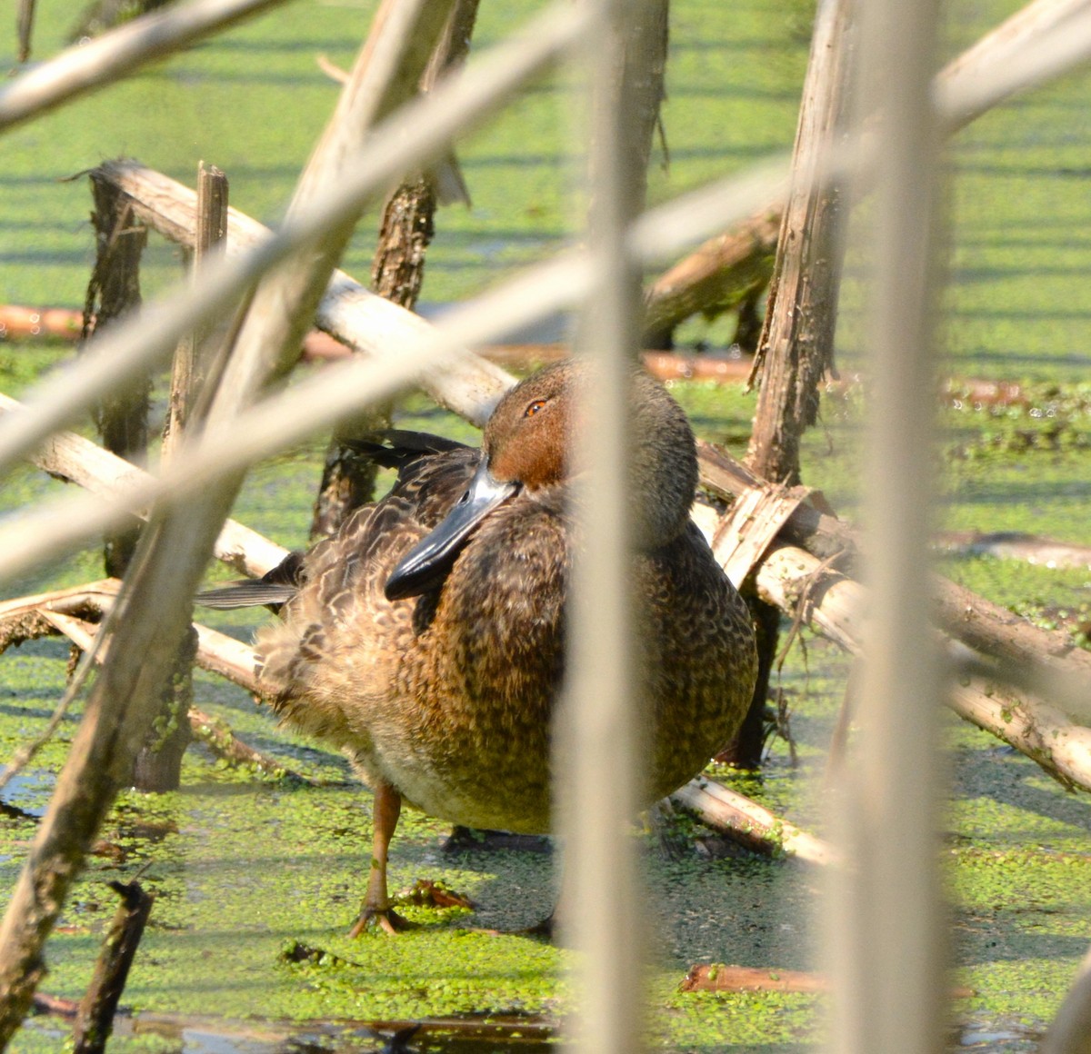 Cinnamon Teal - Wendy Skirrow